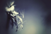 13th Apr 2012 - The Requisite Dandelion Shot