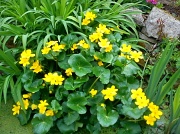 13th Apr 2012 - Marigolds in the pond 