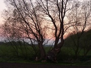 13th Apr 2012 - Sunset through trees