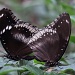 Mating Butterflies by seanoneill