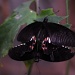Mating Butterflies 2 by seanoneill