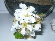 12th Apr 2012 - Pear Tree Blossom
