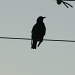 Blackbird by wenbow