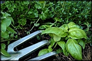 13th Apr 2012 - Planting Time