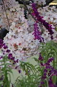 1st Apr 2012 - Morning Flower Mix