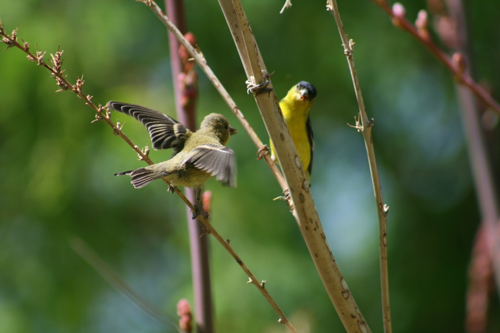 Gold Finches by kerristephens