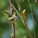 Gold Finches by kerristephens