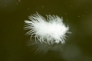 13th Apr 2012 - A Feather on the Pond