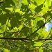 Maple Leaves Shadows 4.13.12 by sfeldphotos