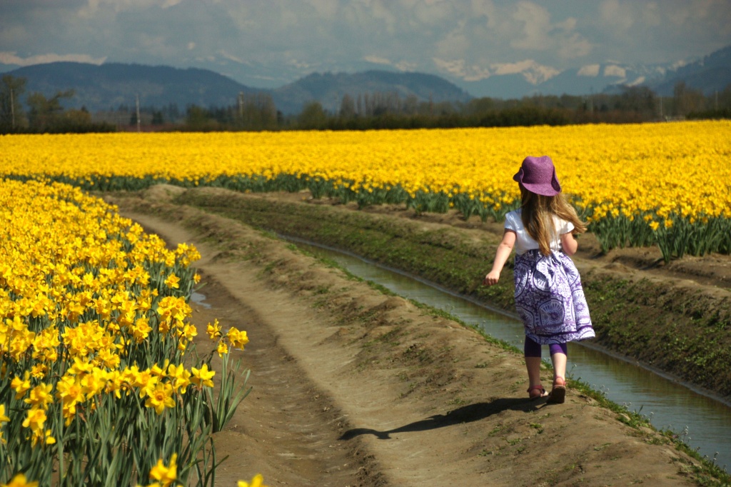 Daffodil Fields by whiteswan