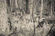 13th Apr 2012 - Deer Me