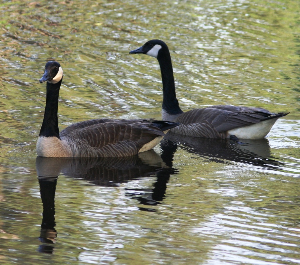 Two Geese by tara11
