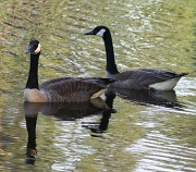 13th Apr 2012 - Two Geese