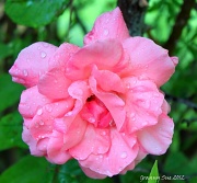 13th Apr 2012 - Dripping Wet Pink Rose