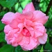 Dripping Wet Pink Rose by grannysue