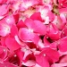 Wet Pink Hydrangea by grannysue