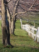 12th Apr 2012 - Old White Fence