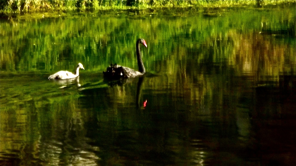 One & a half swans by maggiemae