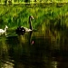 One & a half swans by maggiemae