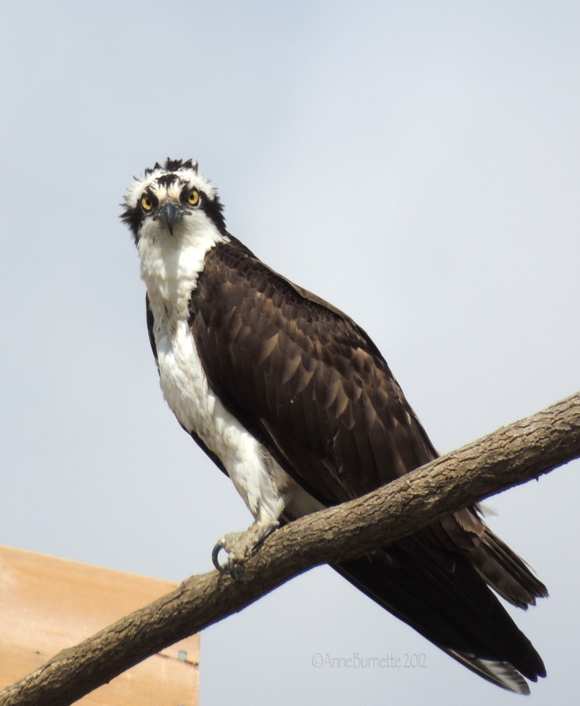 Osprey Stare-down by sunnygreenwood