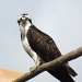 Osprey Stare-down by sunnygreenwood