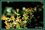 12th Apr 2012 - New Growth and Bokeh