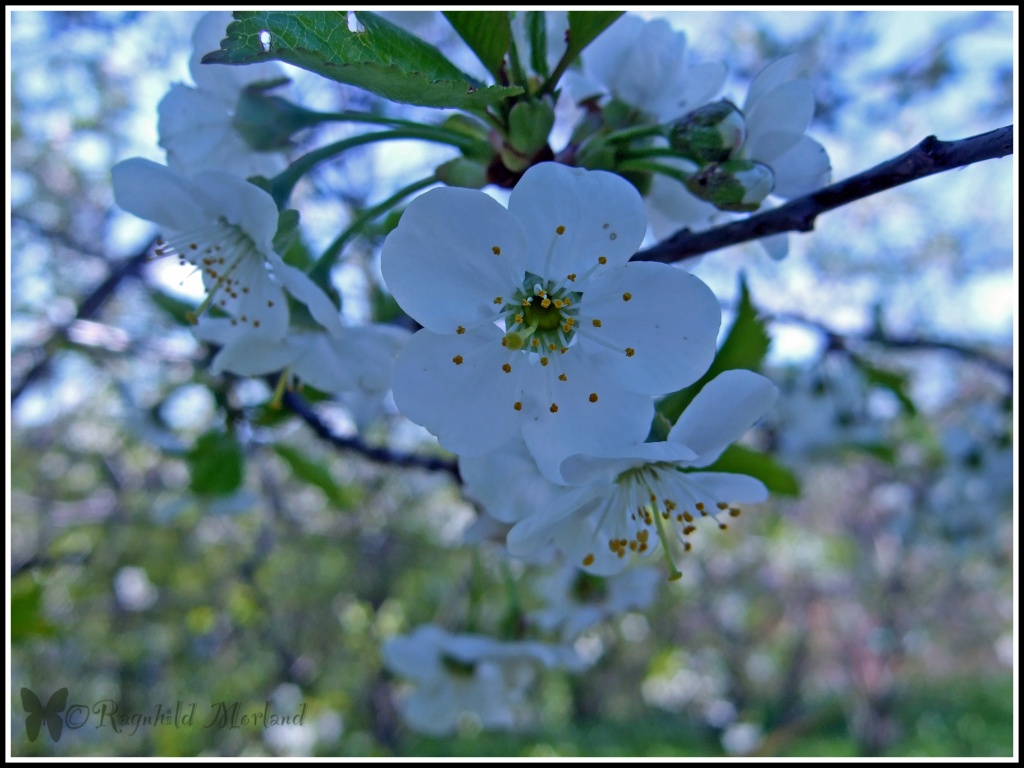 Apple Blossom by ragnhildmorland