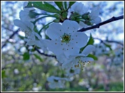 10th Apr 2012 - Apple Blossom
