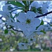 Apple Blossom by ragnhildmorland