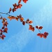 red beech by iiwi