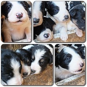 14th Apr 2012 - Sheepdog Puppies