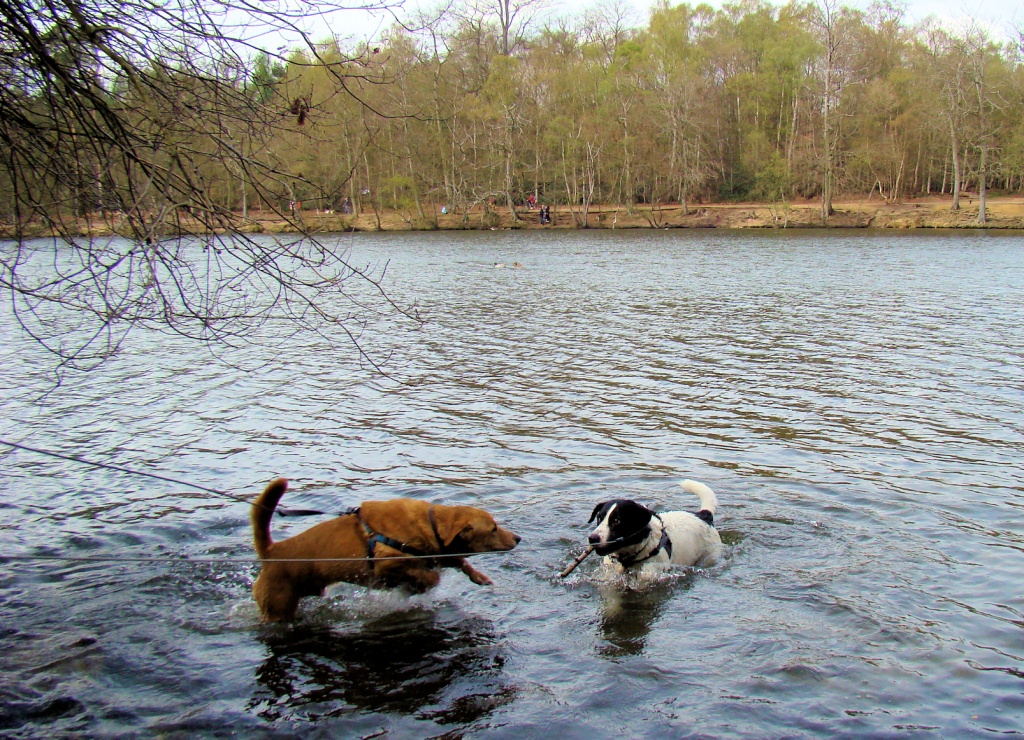 Fun in the lake by bulldog