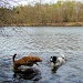Fun in the lake by bulldog