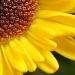 Sunshine In A Little Flower by myautofocuslife