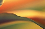 12th Apr 2012 - Lily Abstract