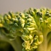 broccoli by peadar