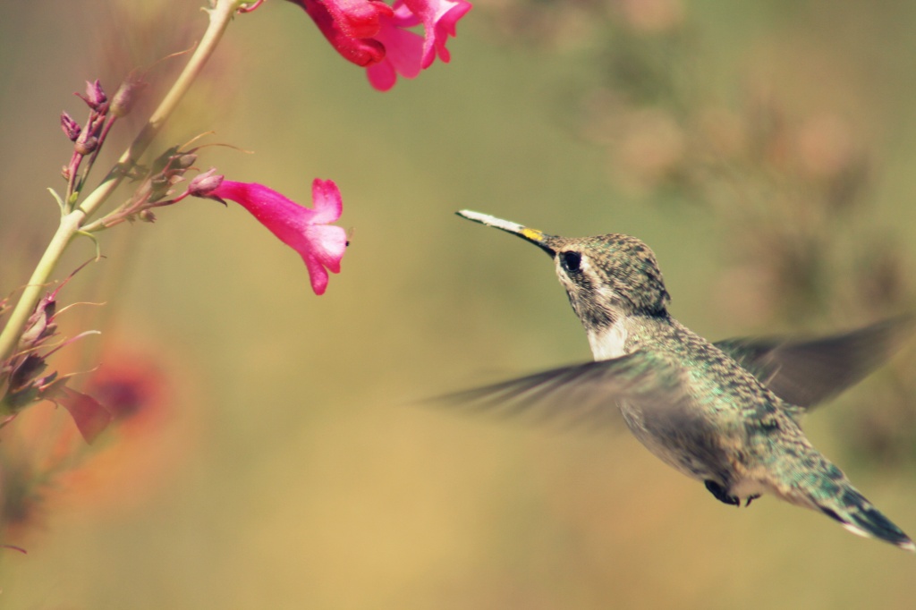 Little Hummingbird by kerristephens