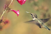 14th Apr 2012 - Little Hummingbird