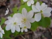 29th Mar 2012 - More Wildflowers