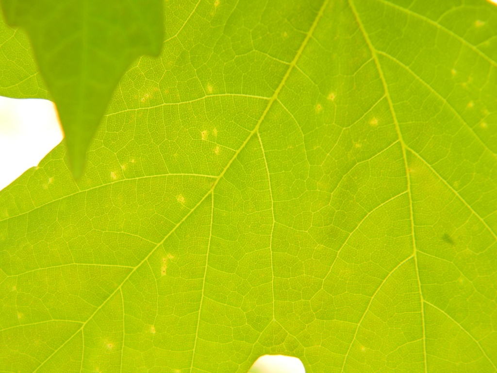 Maple Leaf Pattern 4.14.12 by sfeldphotos
