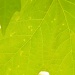 Maple Leaf Pattern 4.14.12 by sfeldphotos