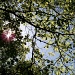 New oak leaves and sunshine... by marlboromaam