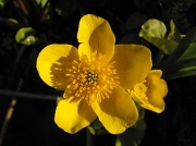 14th Apr 2012 - Marsh Marigold.