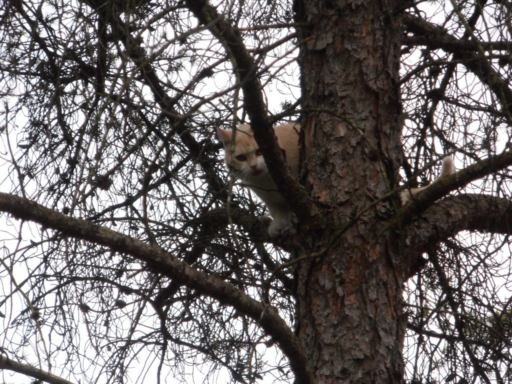 Stuck in a Tree by julie