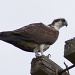 Osprey Next to Nest by rob257