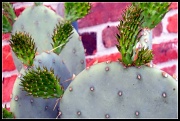 15th Apr 2012 - Cactus, Chapter 2
