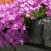 Phlox Kissed by the sun by mittens