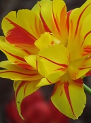 14th Apr 2012 - Guest House Tulip