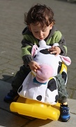 23rd Mar 2012 - Giddy-up cow