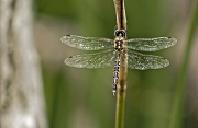 15th Apr 2012 - Bucket List #2: dragonfly